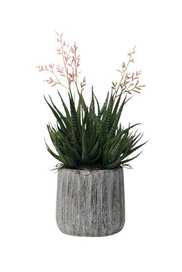 Haworthia in Cement Pot 35cm at Online8 Furniture Auckland NZ