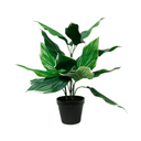 Hosta Undulata Potted Faux Plant at Online8 Furniture Auckland NZ