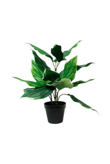 Hosta Undulata Potted at Online8 Furniture Auckland NZ