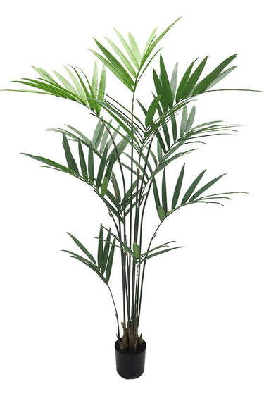 Kentia Palm Potted 1.8m at Online8 Furniture Auckland NZ