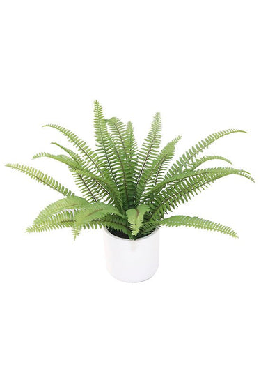 Ladder Fern Potted 35cm at Online8 Furniture Auckland NZ