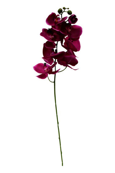 Large Phalaenopsis 95cm Fuschia at Online8 Furniture Auckland NZ