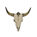 Faux Bone OX Skull Wall Hanging at Online8 Furniture Auckland NZ