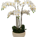 Low Dish Real Touch Potted Orchid - 80cm at Online8 Furniture Auckland NZ
