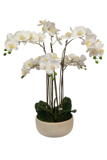 Low Dish Real Touch Potted Orchid - 80cm at Online8 Furniture Auckland NZ