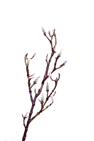 Magnolia Branch w/Buds at Online8 Furniture Auckland NZ