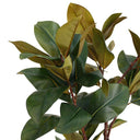 Magnolia Tree 1.5m at Online8 Furniture Auckland NZ