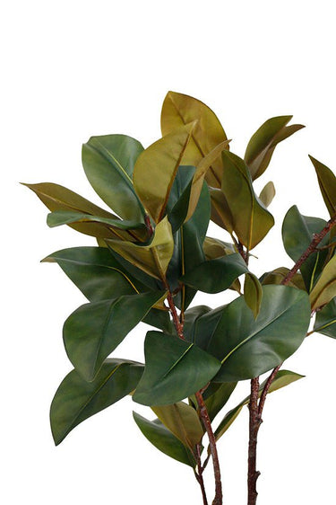Magnolia Tree 1.5m at Online8 Furniture Auckland NZ