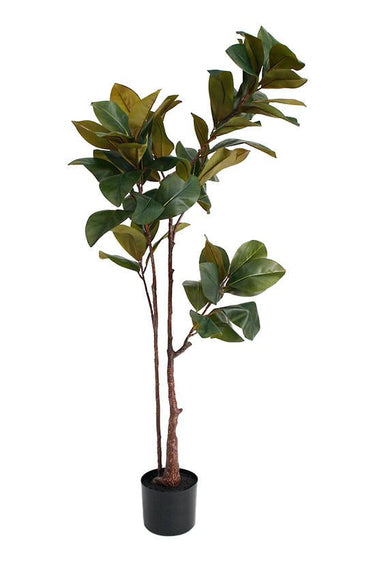 Magnolia Tree 1.5m at Online8 Furniture Auckland NZ
