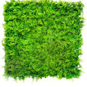 Maiden Hair Square 1m x 1m at Online8 Furniture Auckland NZ