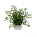 Maidenhair Fern Potted - 32cm Faux Plant at Online8 Furniture Auckland NZ