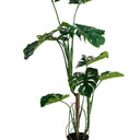Monstera Potted 1.2m at Online8 Furniture Auckland NZ