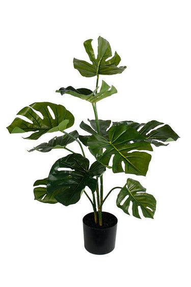 Monstera Potted Plant 76cm at Online8 Furniture Auckland NZ