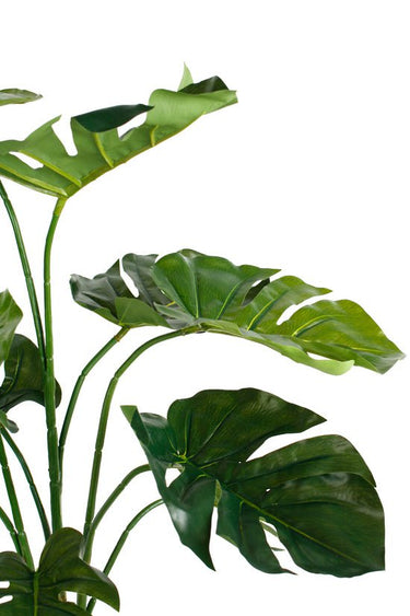 Monstera Potted Plant 76cm at Online8 Furniture Auckland NZ