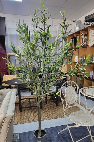 Olive Faux Tree Potted 180cm at Online8 Furniture Auckland NZ