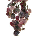 Peperomia Caperata Bush 63.5cm at Online8 Furniture Auckland NZ