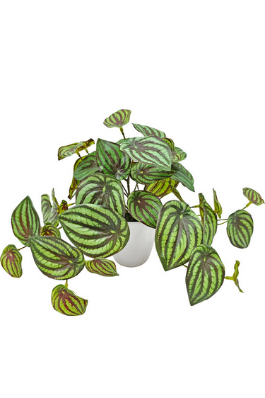 Peperomia Watermelon Real Touch Potted - Faux Plant at Online8 Furniture Auckland NZ