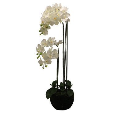 Phalaenopsis Moss Pot Orchid 115cm at Online8 Furniture Auckland NZ