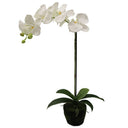 Phalaenopsis Moss Pot Orchid 65cm at Online8 Furniture Auckland NZ