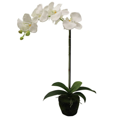 Phalaenopsis Moss Pot Orchid 65cm at Online8 Furniture Auckland NZ