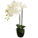 Phalaenopsis Moss Pot Orchid 67cm at Online8 Furniture Auckland NZ