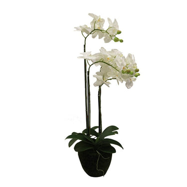 Phalaenopsis Moss Pot Orchid 86cm at Online8 Furniture Auckland NZ