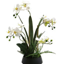 Phalaenopsis Orchid Black Ceramic Pot at Online8 Furniture Auckland NZ