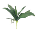 Phalaenopsis Orchid Leaf Length at Online8 Furniture Auckland NZ