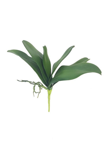 Phalaenopsis Orchid Leaf Length at Online8 Furniture Auckland NZ