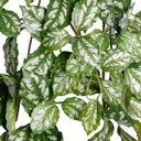Pilea Cadieri Hanging Bush at Online8 Furniture Auckland NZ