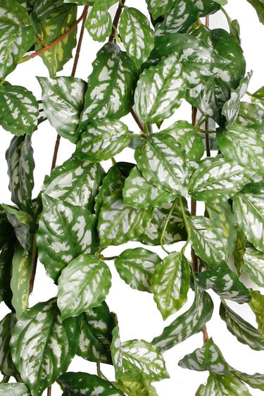 Pilea Cadieri Hanging Bush at Online8 Furniture Auckland NZ