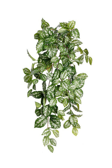 Pilea Cadieri Hanging Bush at Online8 Furniture Auckland NZ