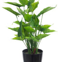 Potted Anthurium Bush at Online8 Furniture Auckland NZ