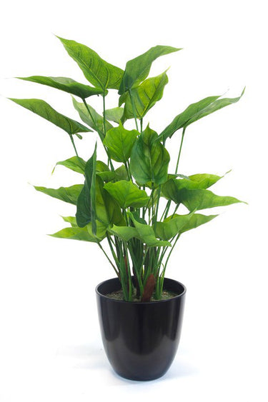 Potted Anthurium Bush at Online8 Furniture Auckland NZ