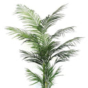 Potted Areca Palm 1.7m at Online8 Furniture Auckland NZ