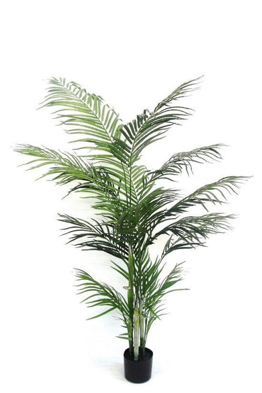 Potted Areca Palm 1.7m at Online8 Furniture Auckland NZ
