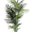 Potted Areca Palm 2.1m at Online8 Furniture Auckland NZ