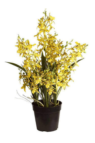 Potted Dancing Orchid 58cm at Online8 Furniture Auckland NZ