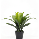 Potted Dracaena Artificial Plant at Online8 Furniture Auckland NZ