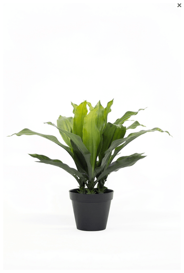 Potted Dracaena Artificial Plant at Online8 Furniture Auckland NZ