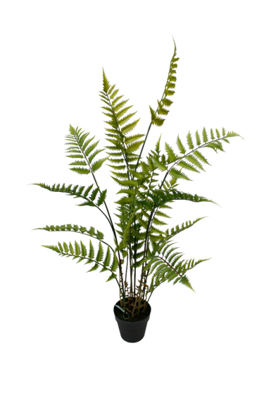 Potted Fern with black plastic pot 106cm at Online8 Furniture Auckland NZ