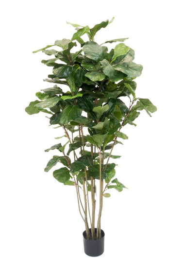 Potted Fiddle Tree 1.5m at Online8 Furniture Auckland NZ