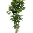 Potted Fiddle Tree 1.8m at Online8 Furniture Auckland NZ
