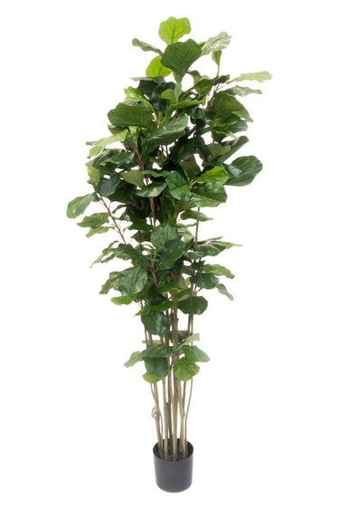Potted Fiddle Tree 1.8m at Online8 Furniture Auckland NZ