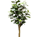 Potted Fiddle Tree 2.4m at Online8 Furniture Auckland NZ