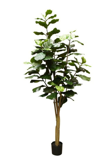 Potted Fiddle Tree 2.4m at Online8 Furniture Auckland NZ