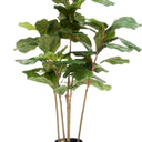 Potted Fiddle Tree 90cm at Online8 Furniture Auckland NZ
