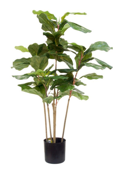 Potted Fiddle Tree 90cm at Online8 Furniture Auckland NZ