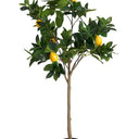 Potted Lemon Topiary Tree 135cm - Faux Plant at Online8 Furniture Auckland NZ