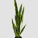 Potted Mother in Laws Tongue - 76cm Faux Plant at Online8 Furniture Auckland NZ